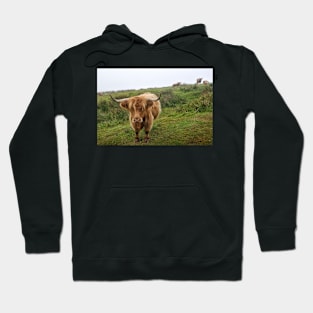 Highlands cows on Islay, Scotland Hoodie